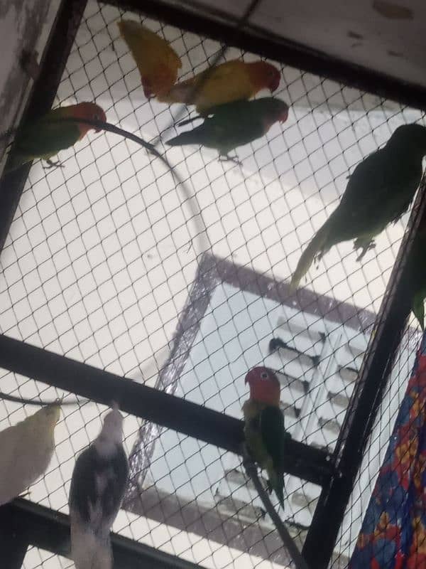 parrot & lovebirds for sale 11