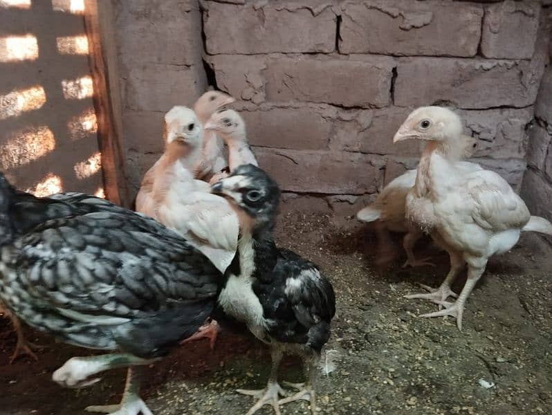 top class paper white heera chicks 3