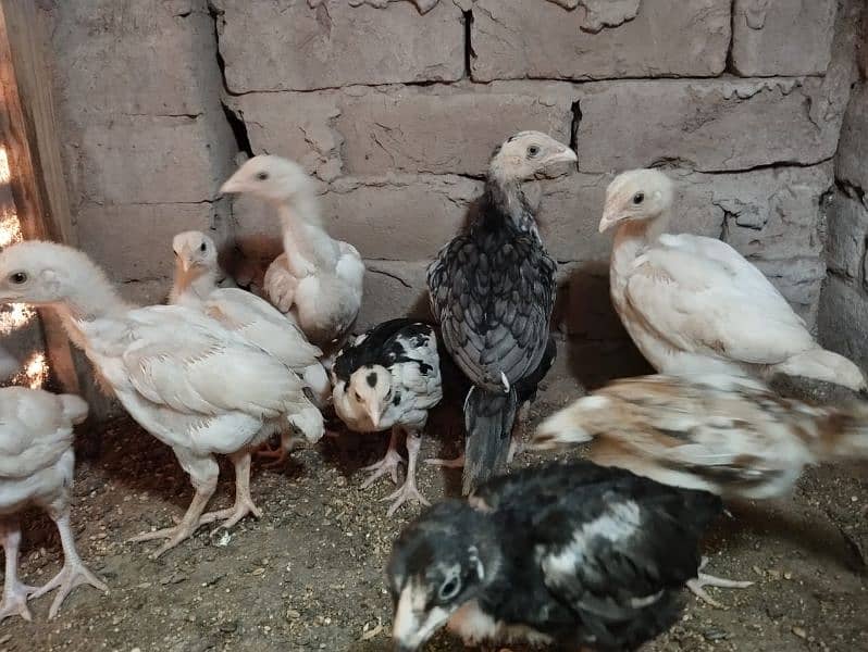 top class paper white heera chicks 4