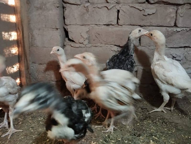 top class paper white heera chicks 6