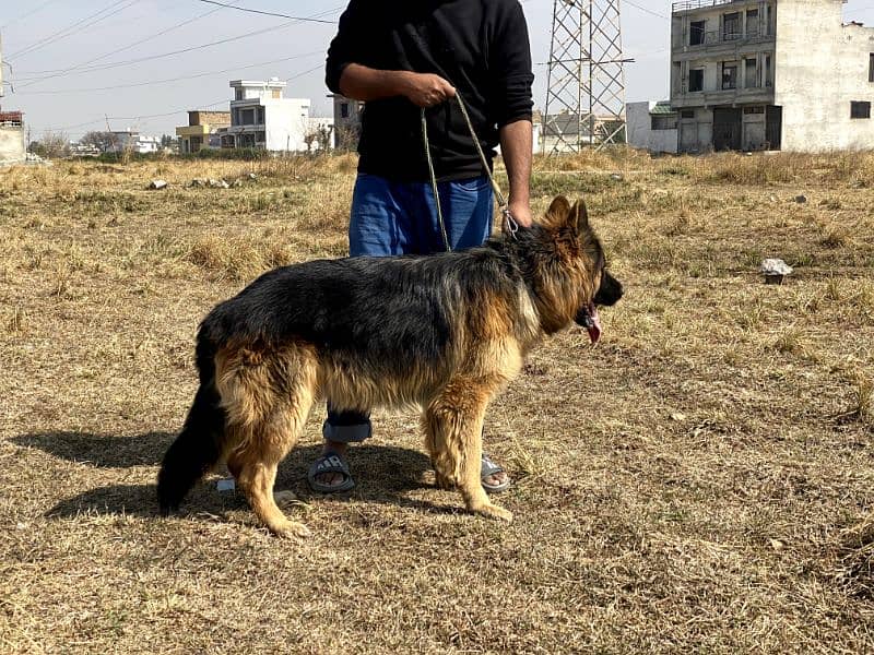 Pink Pedigree German Shepherd available for sale 2