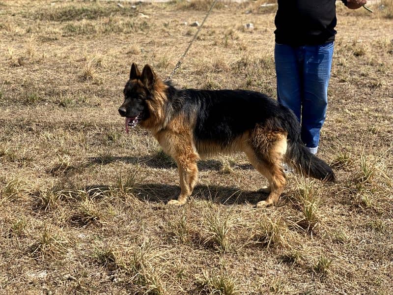 Pink Pedigree German Shepherd available for sale 3