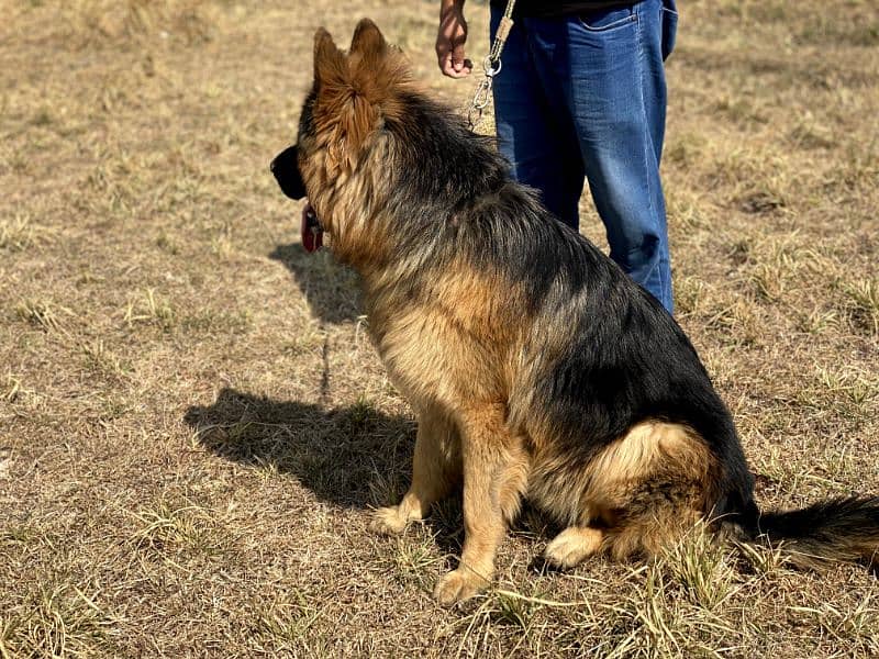 Pink Pedigree German Shepherd available for sale 4