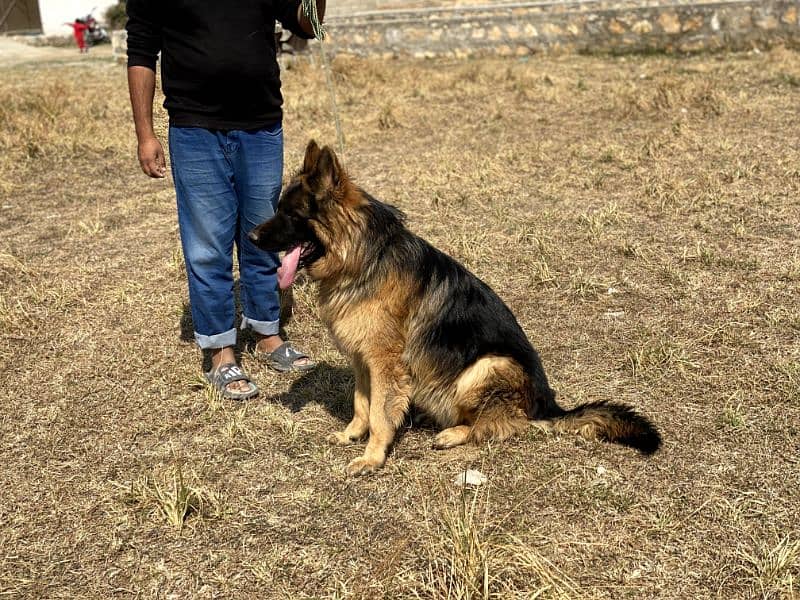 Pink Pedigree German Shepherd available for sale 5