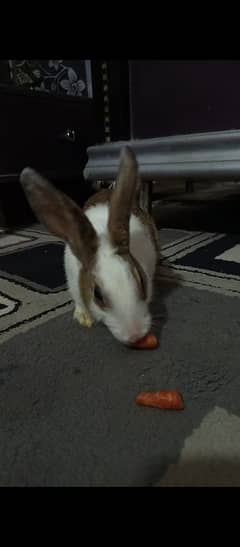 2 male rabbits with litter box