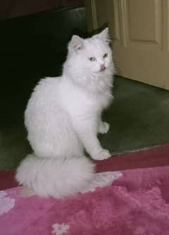 persian cat