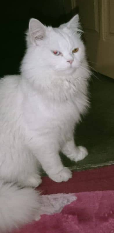 persian cat 1