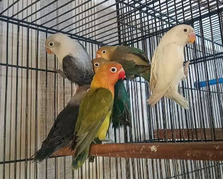 Decino, Albino Red Eyes, Parblue split ino, Green Opaline split ino 1