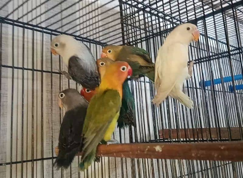 Decino, Albino Red Eyes, Parblue split ino, Green Opaline split ino 2