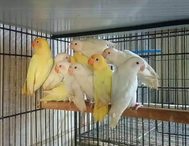 Decino, Albino Red Eyes, Parblue split ino, Green Opaline split ino 3