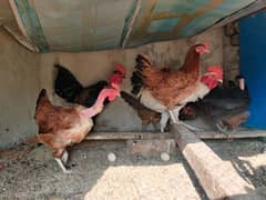 8 eggs laying misri hens for sale