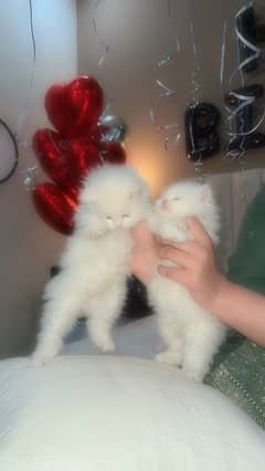 persian kittens pair| age one and half month| triple coat| color white