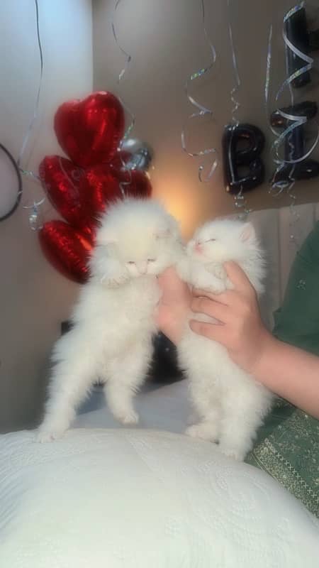 persian kittens pair| age one and half month| triple coat| color white 0