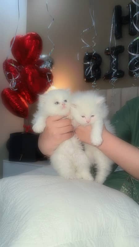 persian kittens pair| age one and half month| triple coat| color white 1