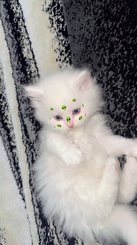 persian kittens pair| age one and half month| triple coat| color white 3