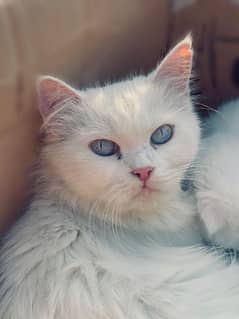 persian cat