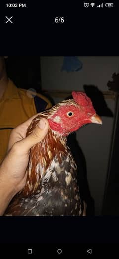 red cheena for sale