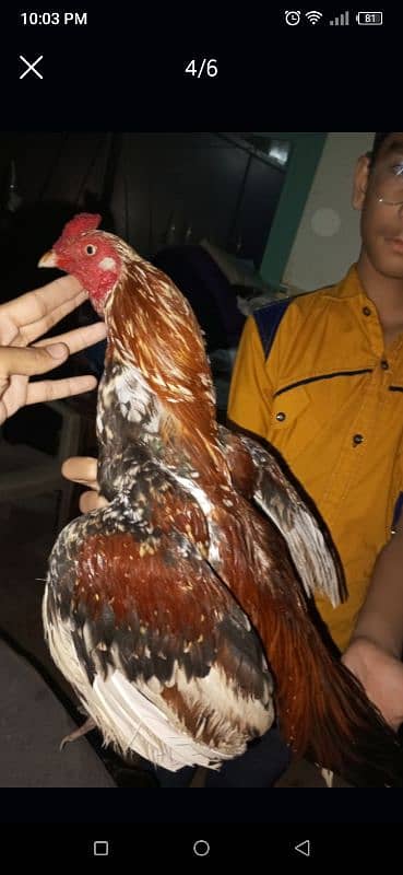 red cheena for sale 3