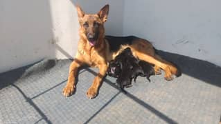 German shepherd/puppies/German shepherd Dog