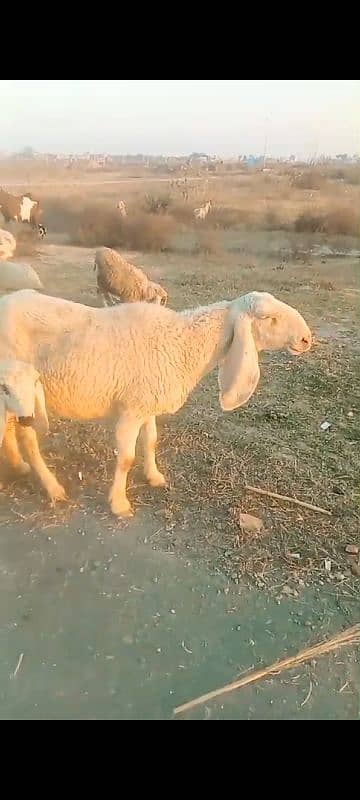 sheep kajli sheep child and 2 month pregnant 0