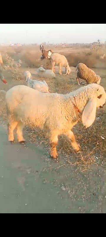 sheep kajli sheep child and 2 month pregnant 1