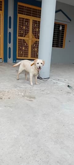 Fully vaccinated Labrador fully family dog serious buyers sirf call. .