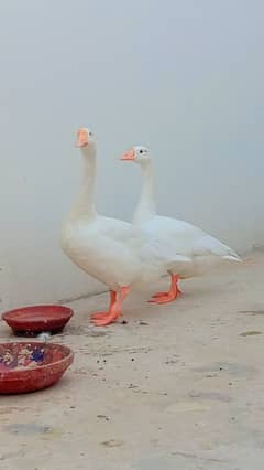 white long neck ducks