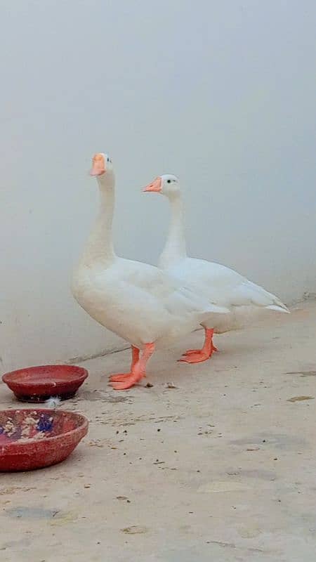 white long neck ducks 0