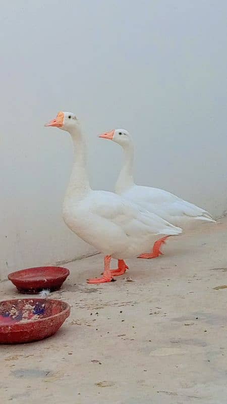 white long neck ducks 1