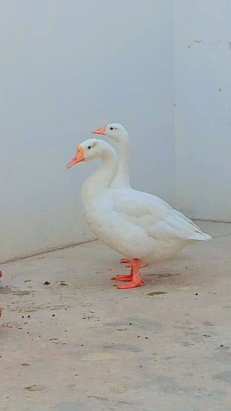 white long neck ducks 2