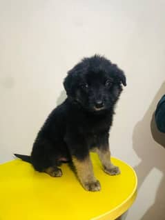 German Shepherd Puppy Urgent sell