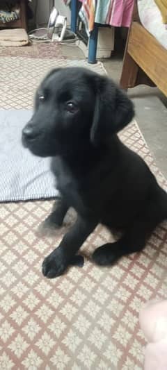 Labrador puppies for sale female black