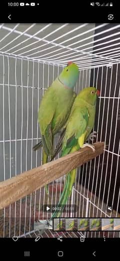 ring neck breeder pair for sale video on whatsapp