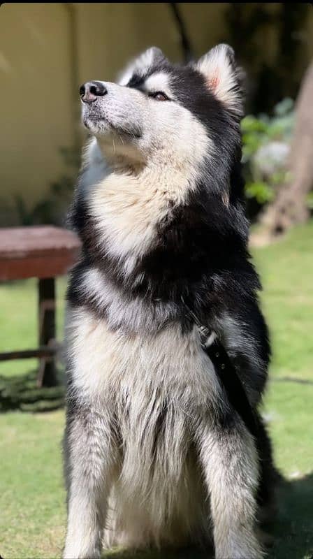 Alaskan malamute and Siberian husky 0