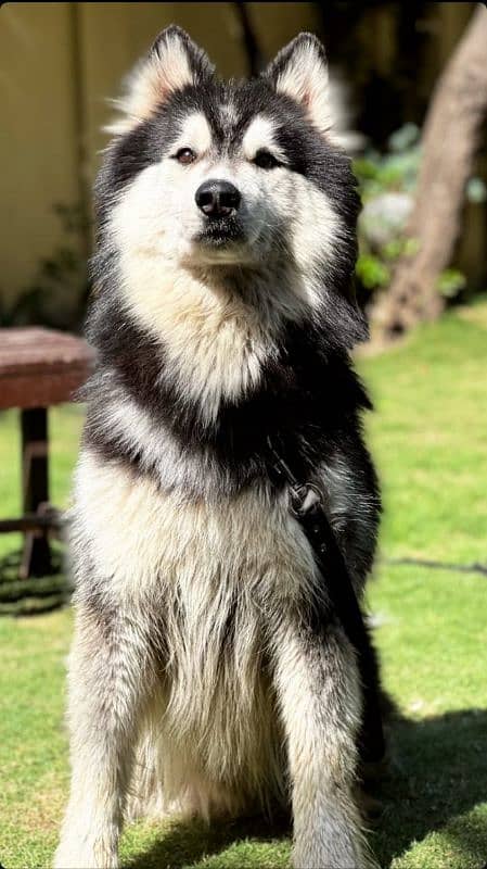 Alaskan malamute and Siberian husky 1