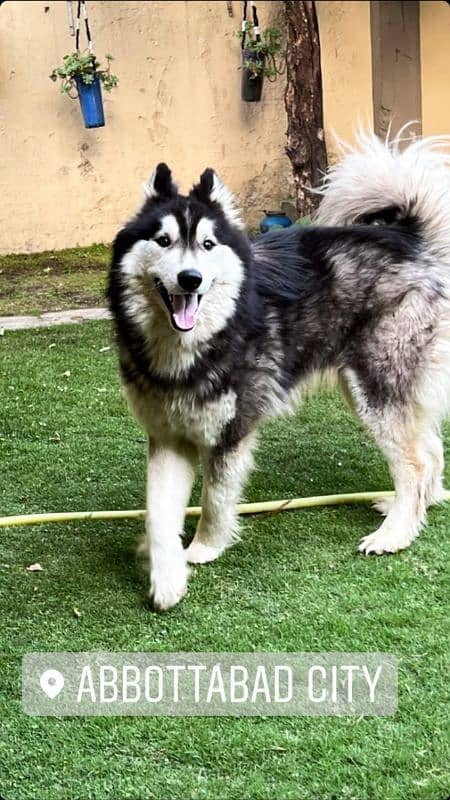 Alaskan malamute and Siberian husky 2