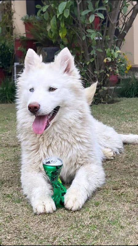 Alaskan malamute and Siberian husky 7