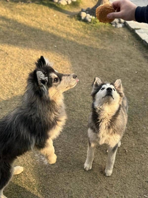 Alaskan malamute and Siberian husky 13