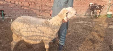 pregnant pure rajanpuri Mundra sheeps