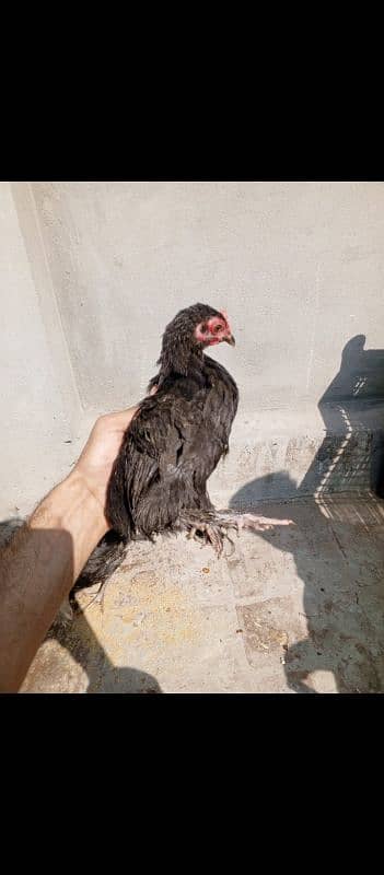 bantam 03094649420 call me 2