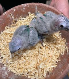 Blue Turquoise Conure Chicks