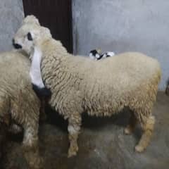 kajla female sargodha ka 1 year age