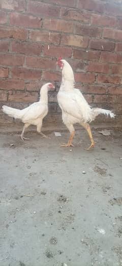 pure Heera aseel breed