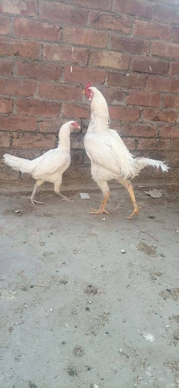 pure Heera aseel breed 0