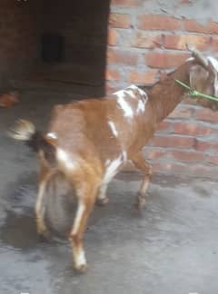 bakri