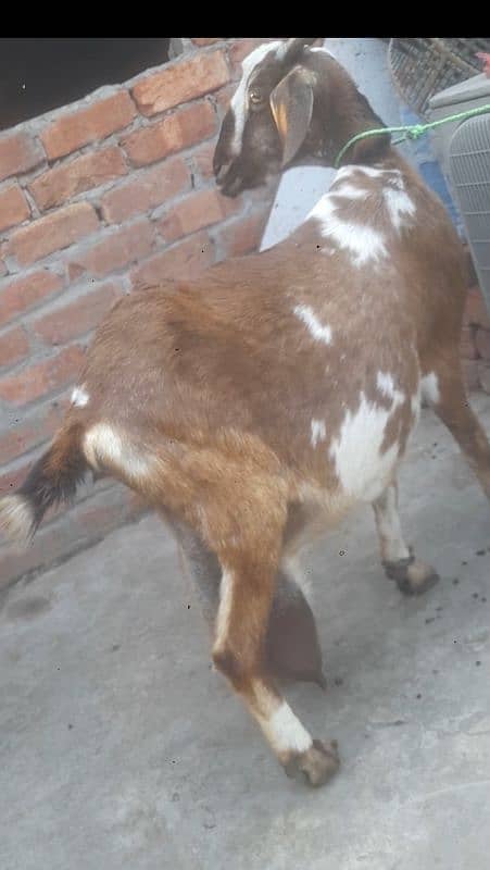 bakri tadi dodh vali 03234438191 1