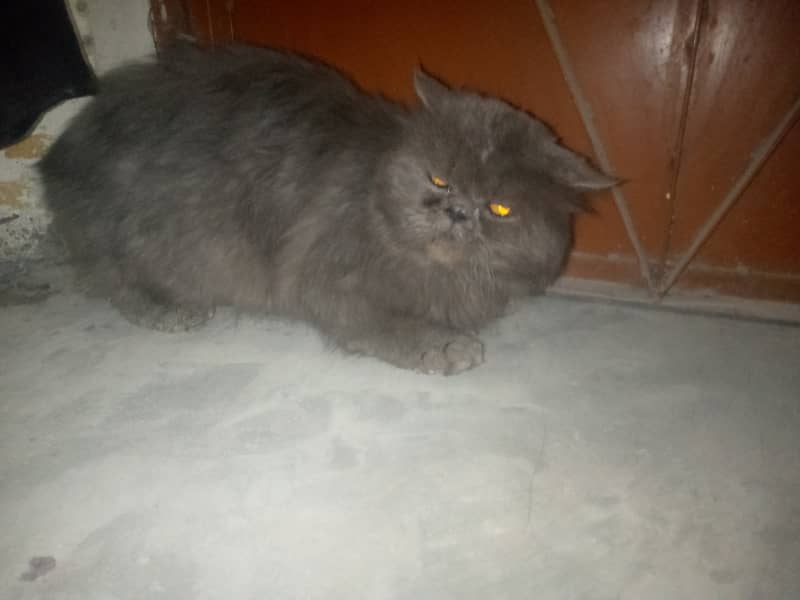 Black  Persian  cat 0