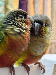 GREEN CONURE