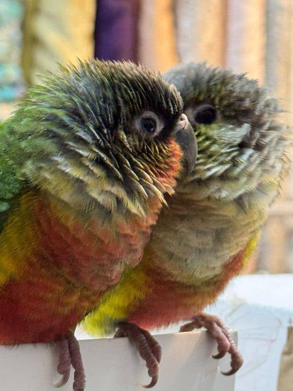 GREEN CONURE 1