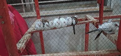 pied dove and red pied fawn java